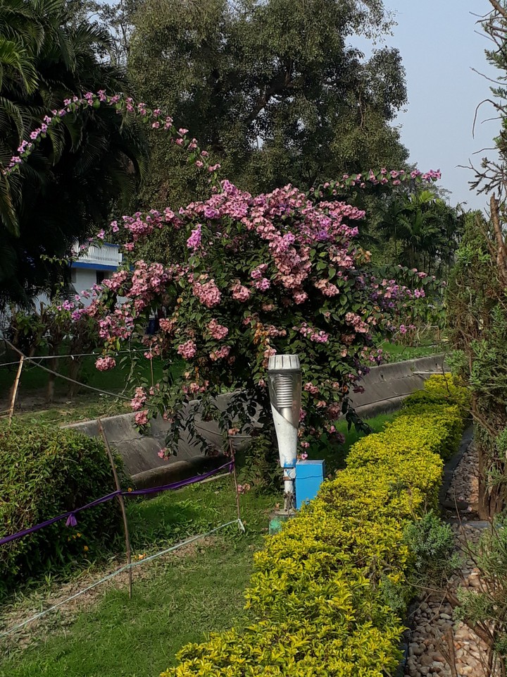 pink flower