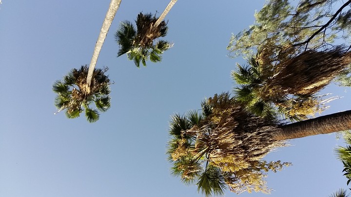 Tall Palm Trees