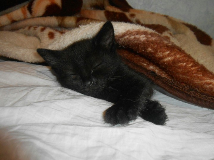 Котенок