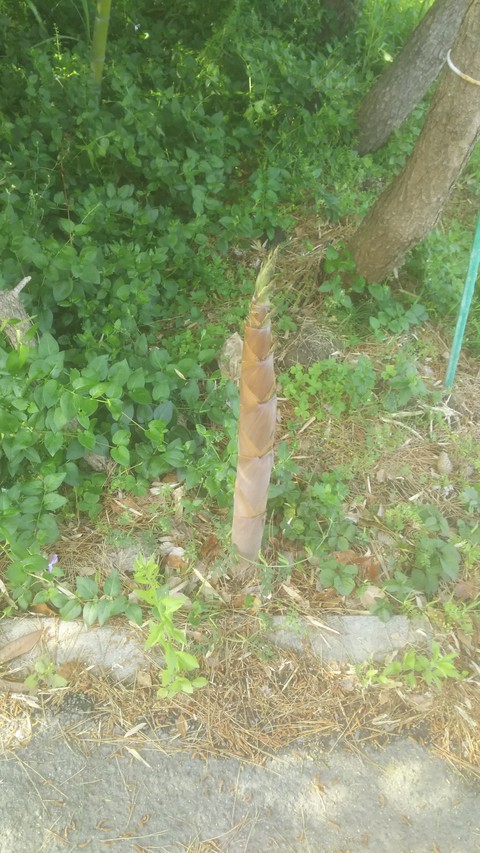 bamboo shoots