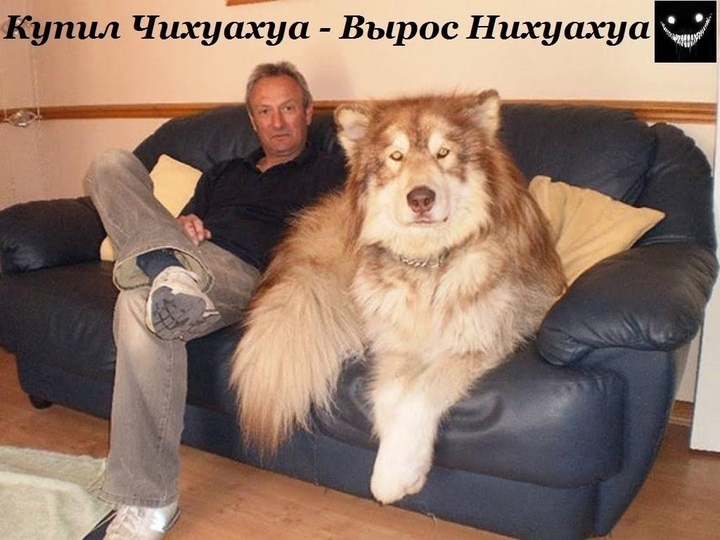 любимцы