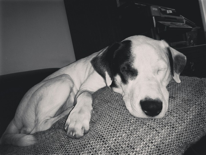 Nika sleeping