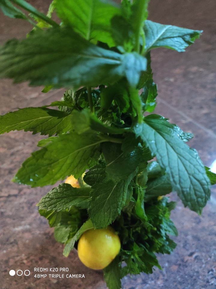 PUDINA