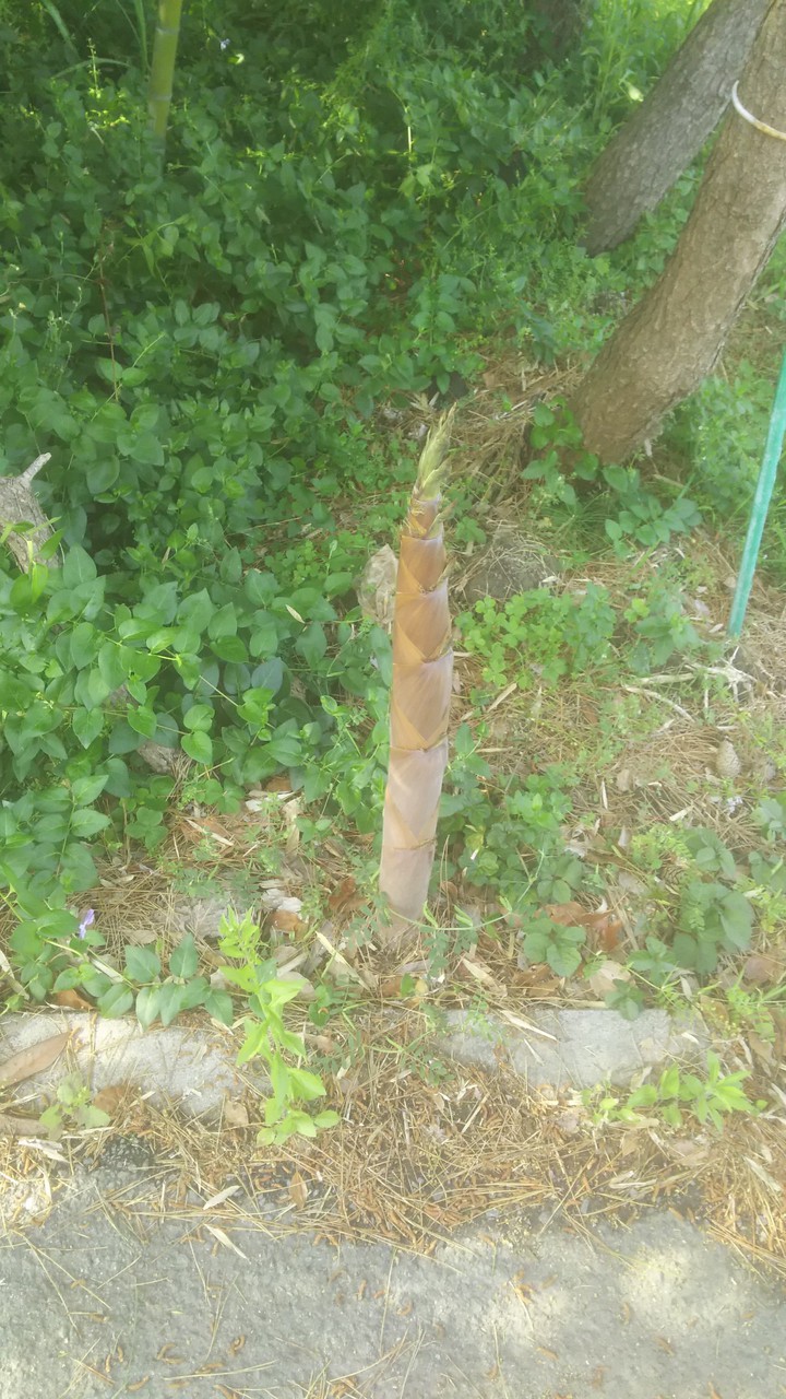 bamboo shoots