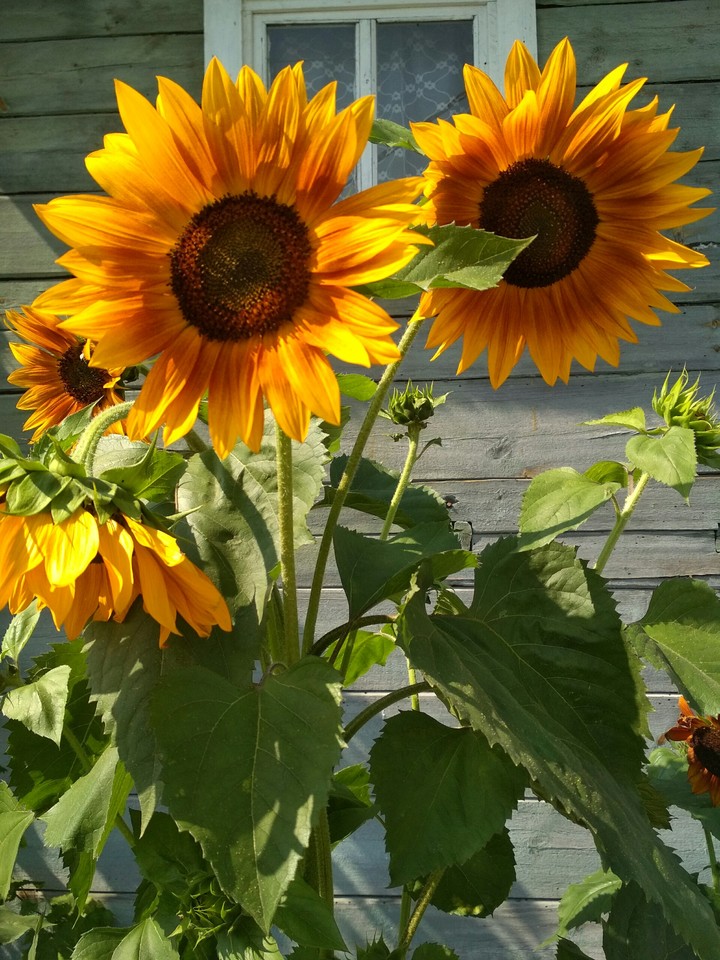 Sunflower