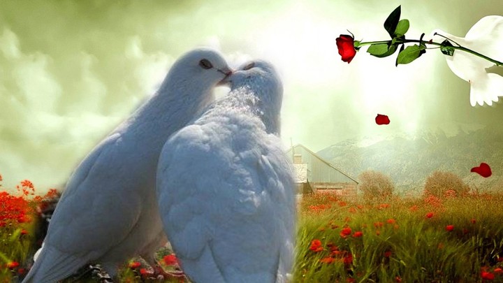 pigeon