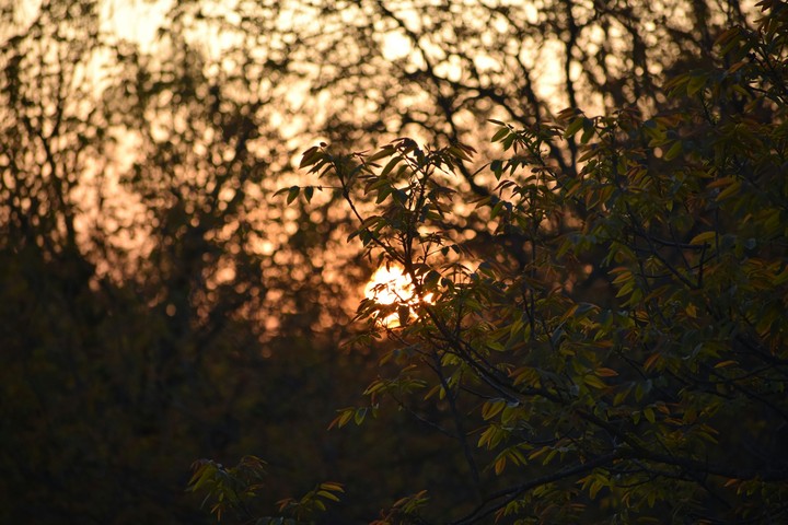 sunset through  walnut trees