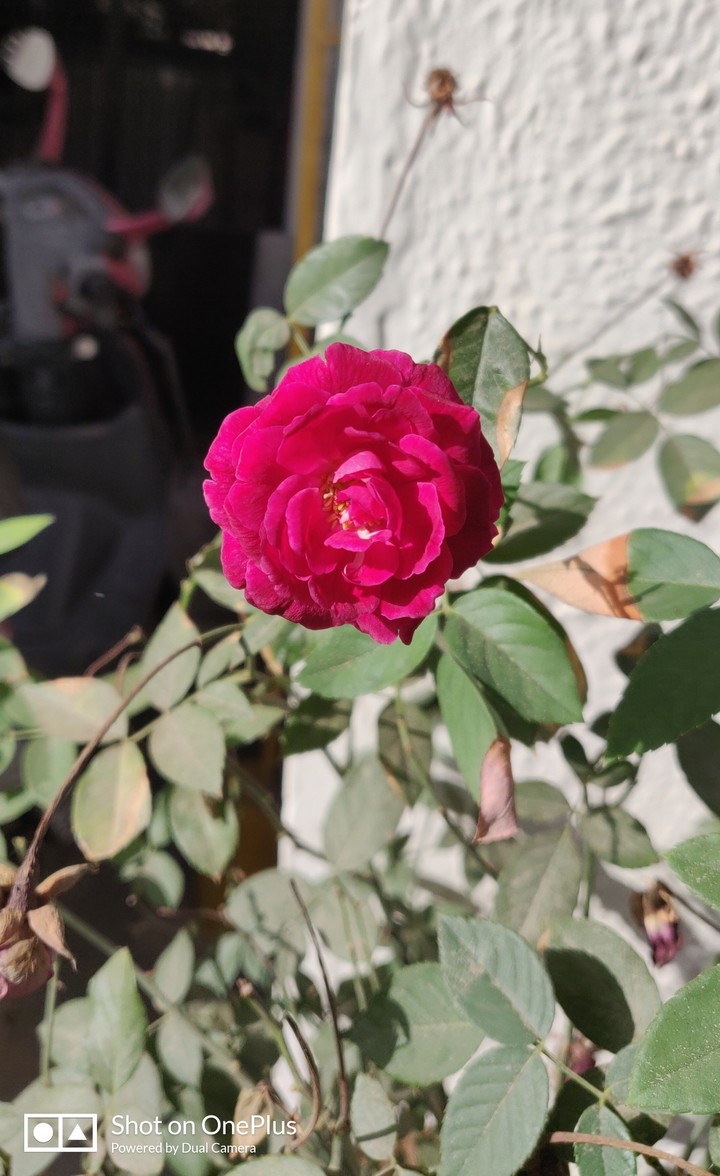 red rose