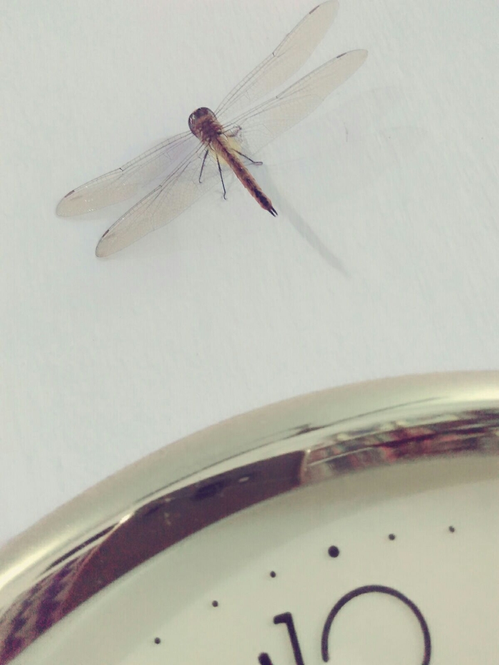 《 Dragon fly 》