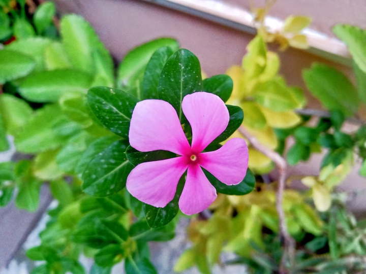 Flower