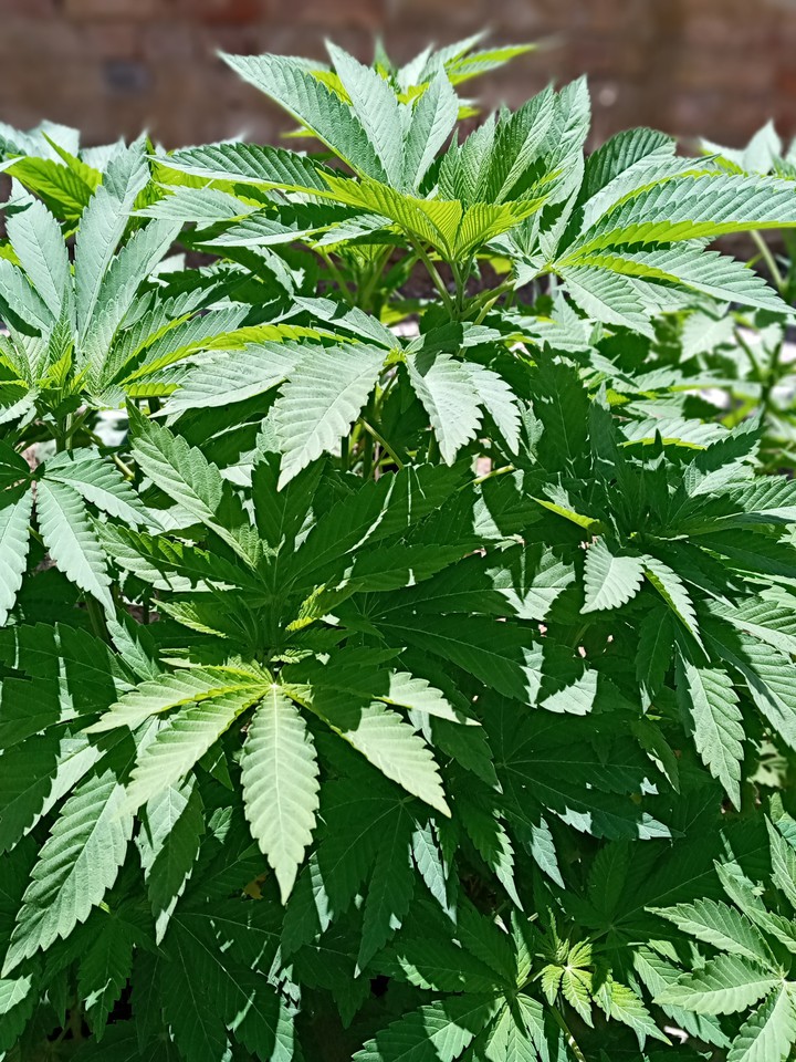 green