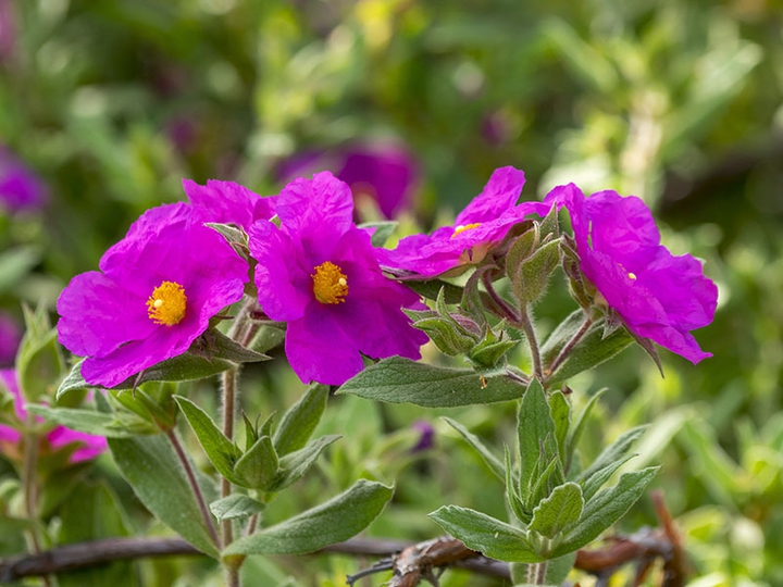 Nature's Beauty