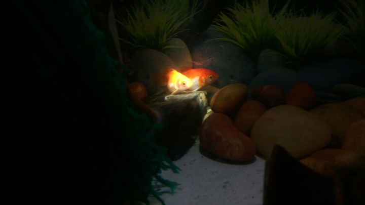 fish