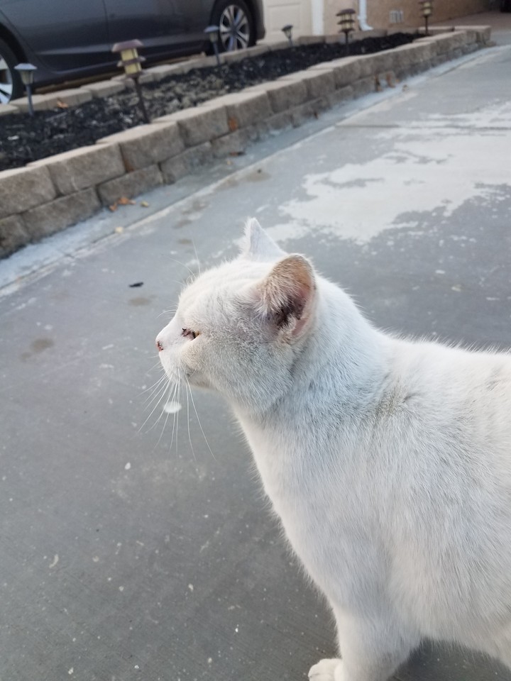 friendly cat