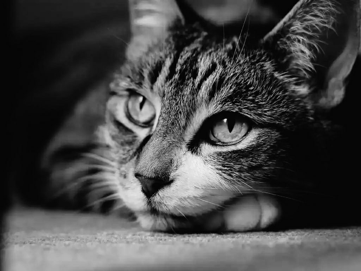 cat