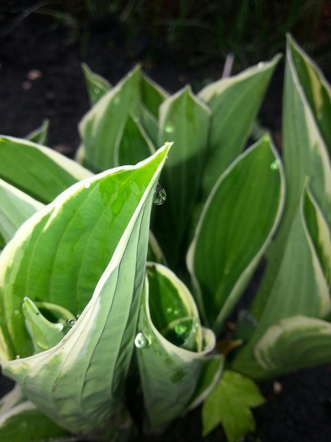 Green Hastas