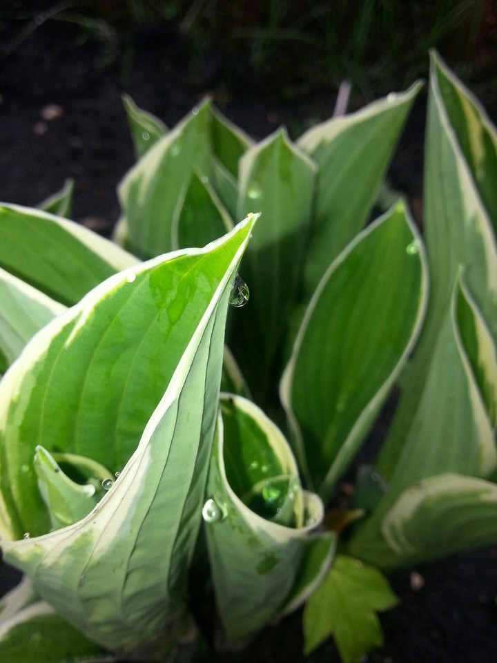 Green Hastas