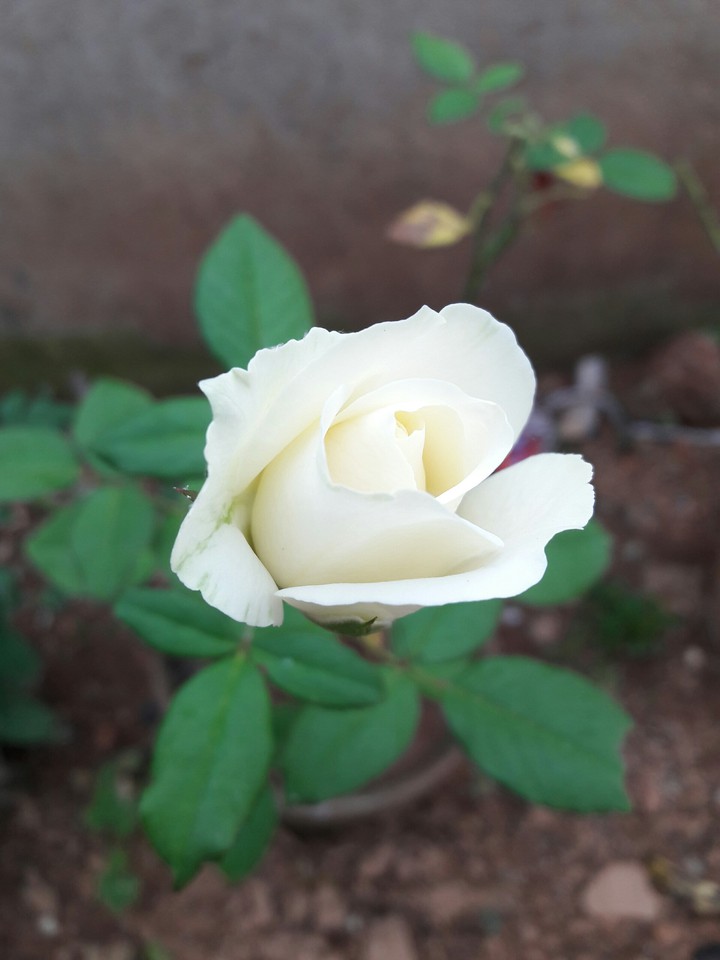Wight Rose