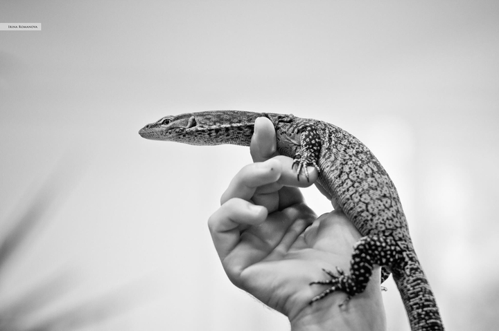A lizard on a hand