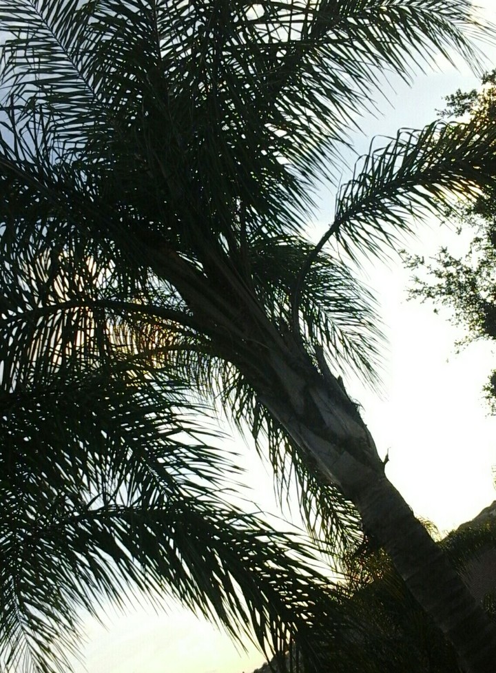 Florida Pom Tree