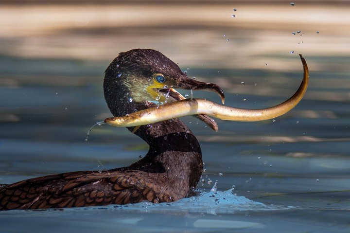 Eel and cormorant
by Robert Didierjean