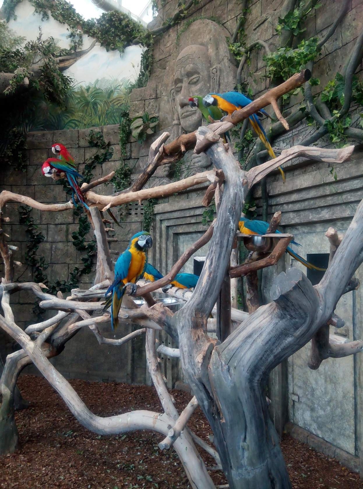 Parrots