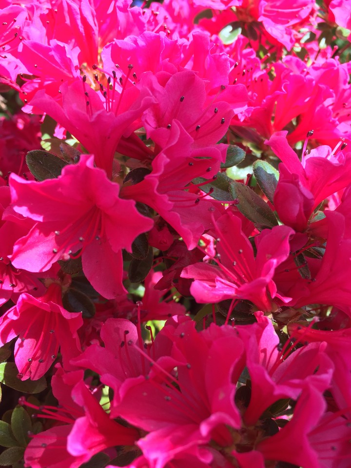 Pink Flower