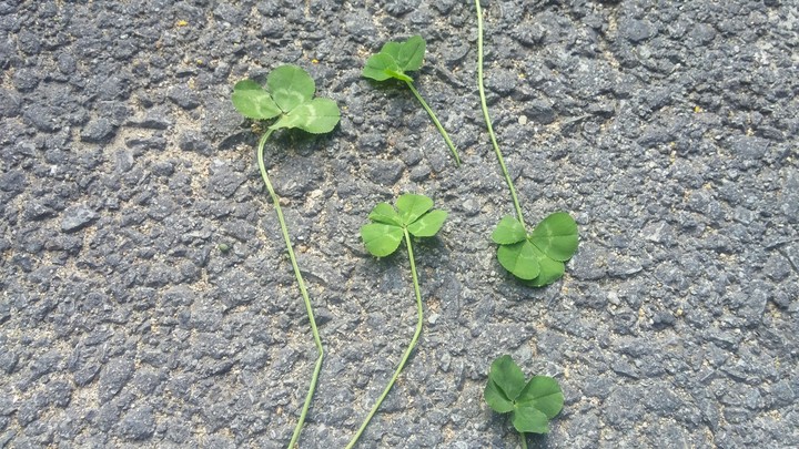 clover
