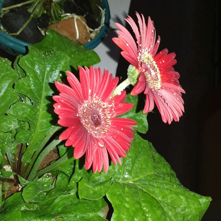 Gerbera flowers at night