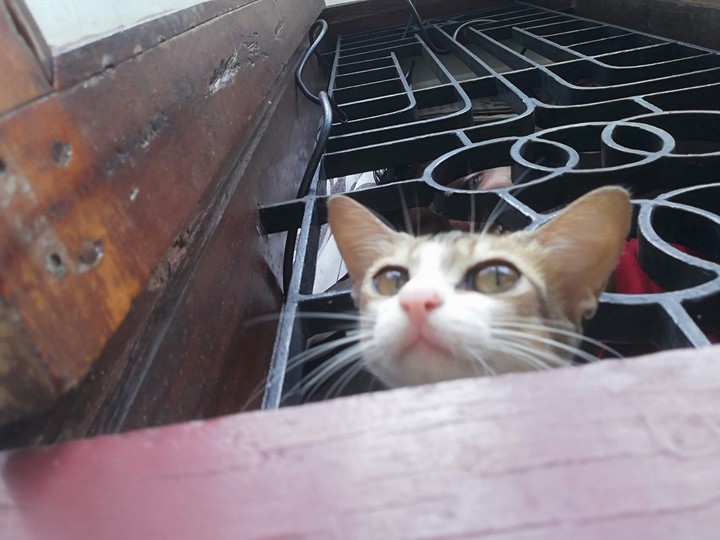 cat