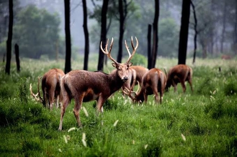 fonds d'écran wildlife, horn