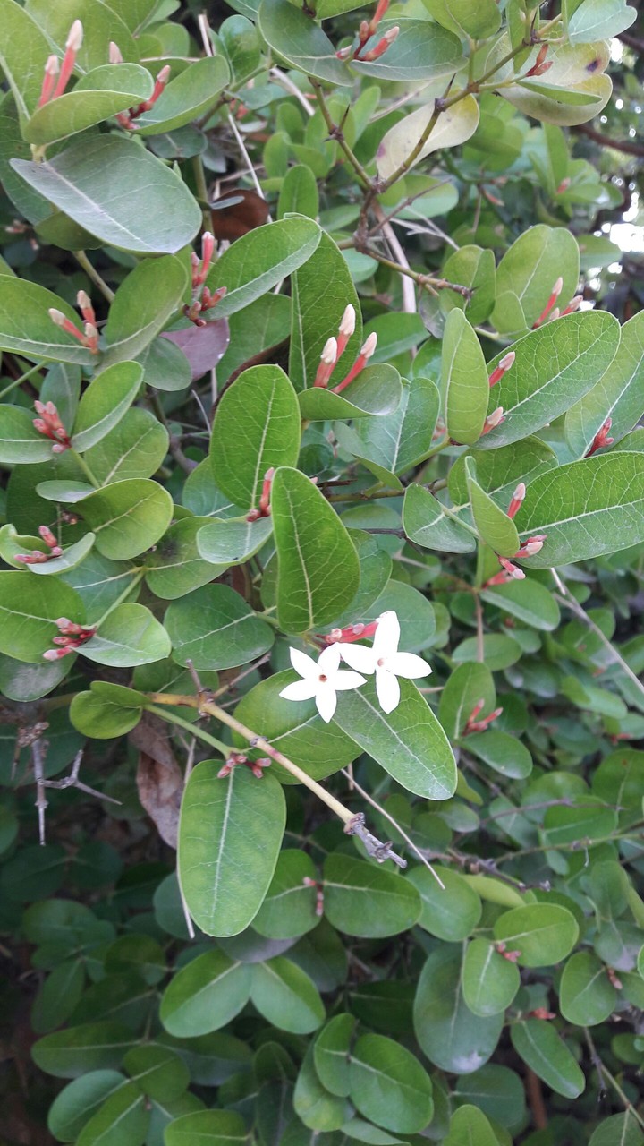 Carissa carandas Flowers