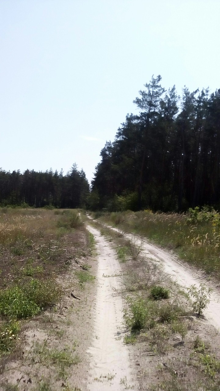 Сосновый лес