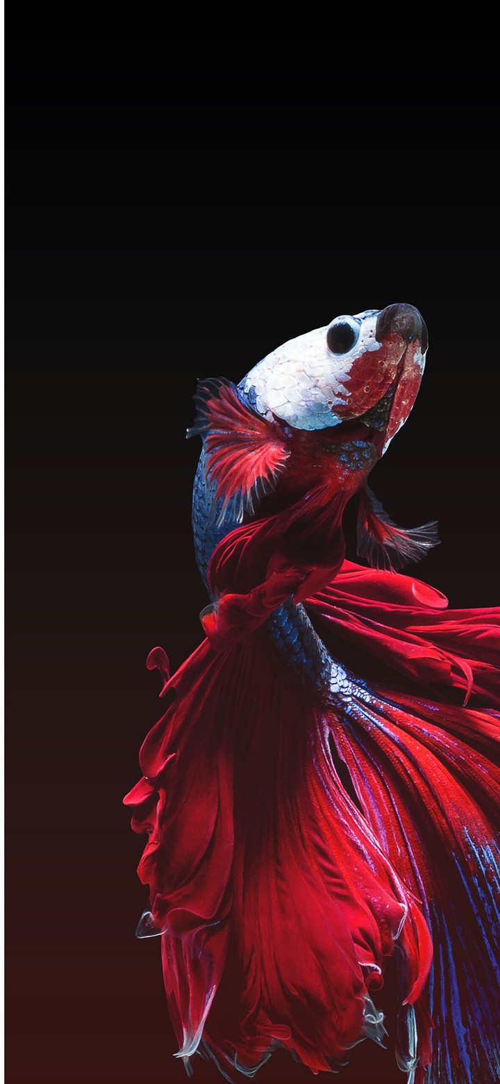 Beautiful fish