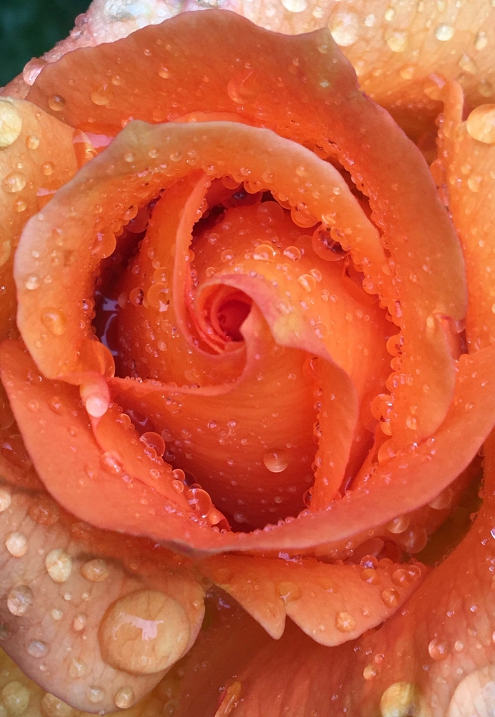 a flower after rain