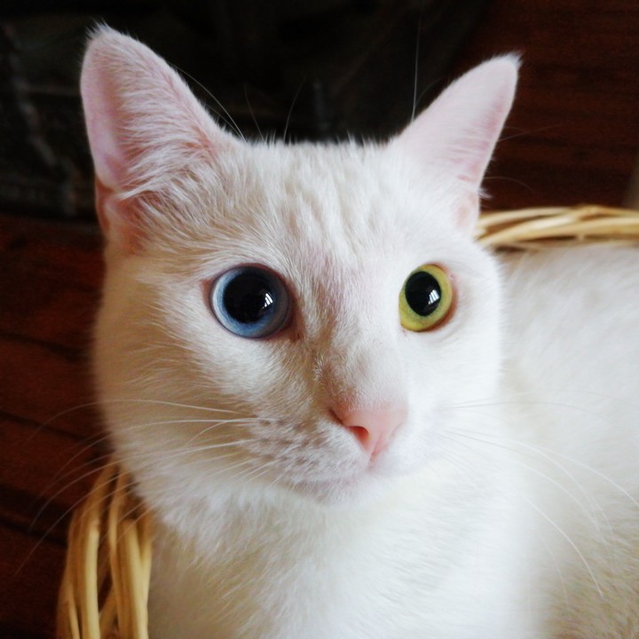 blue and yellow eyes cat