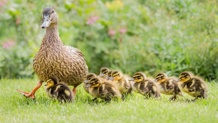 ducks