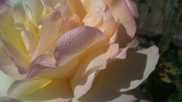 Queen Rose