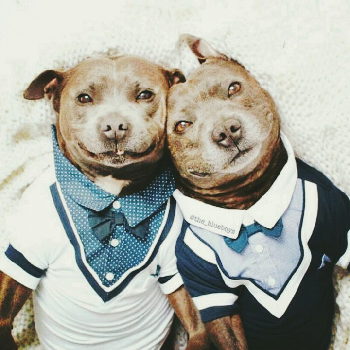 Hunde