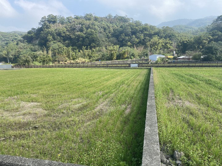 Green plants