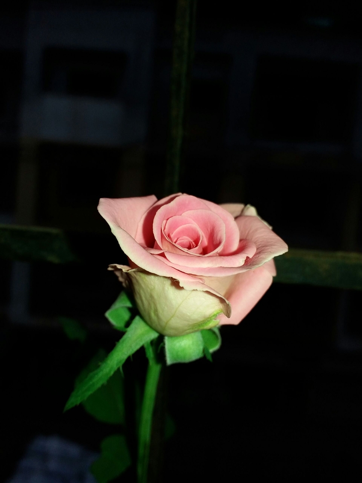 rose