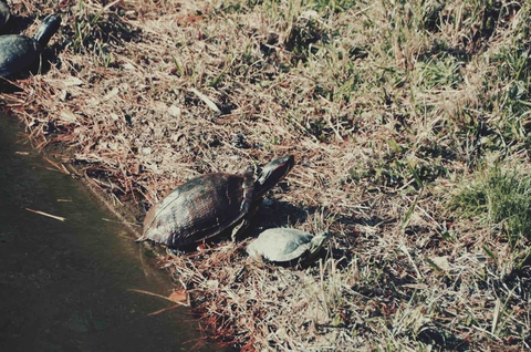 turtle