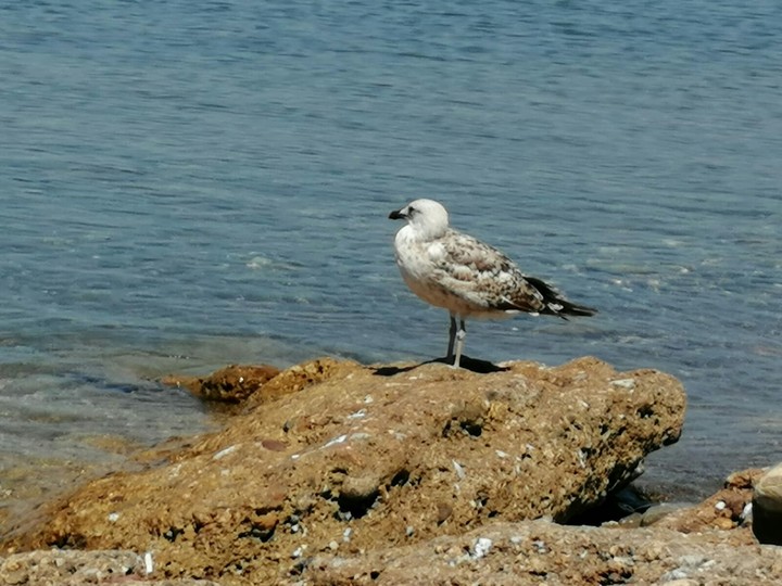 seagull