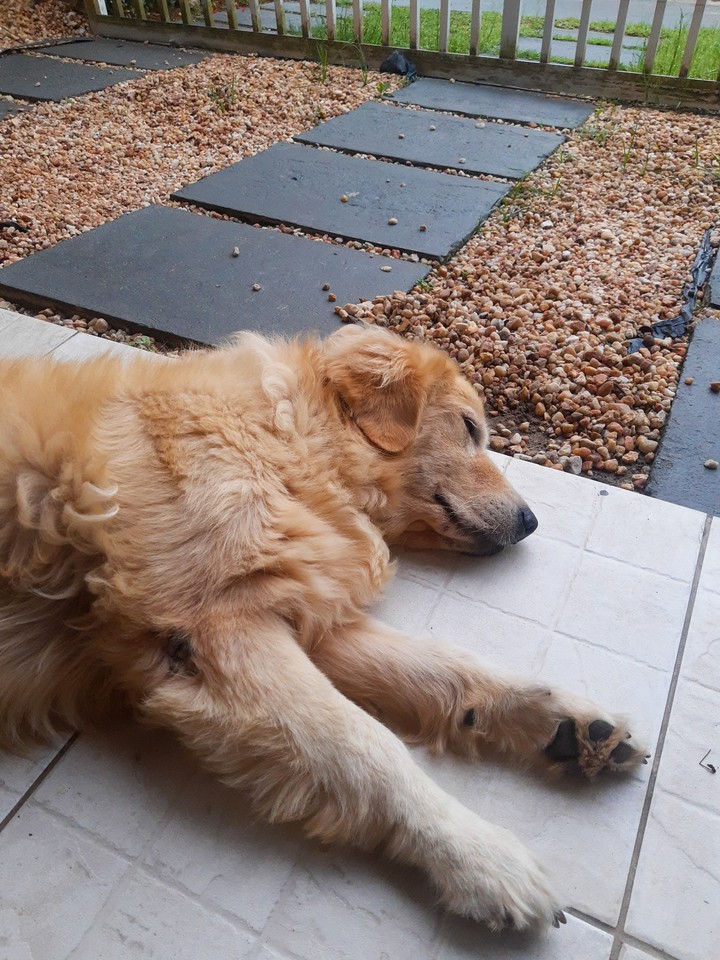 dog