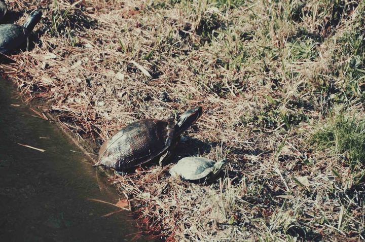 turtle