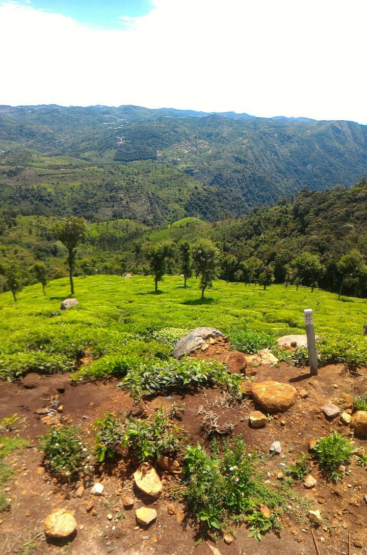 queen of hills