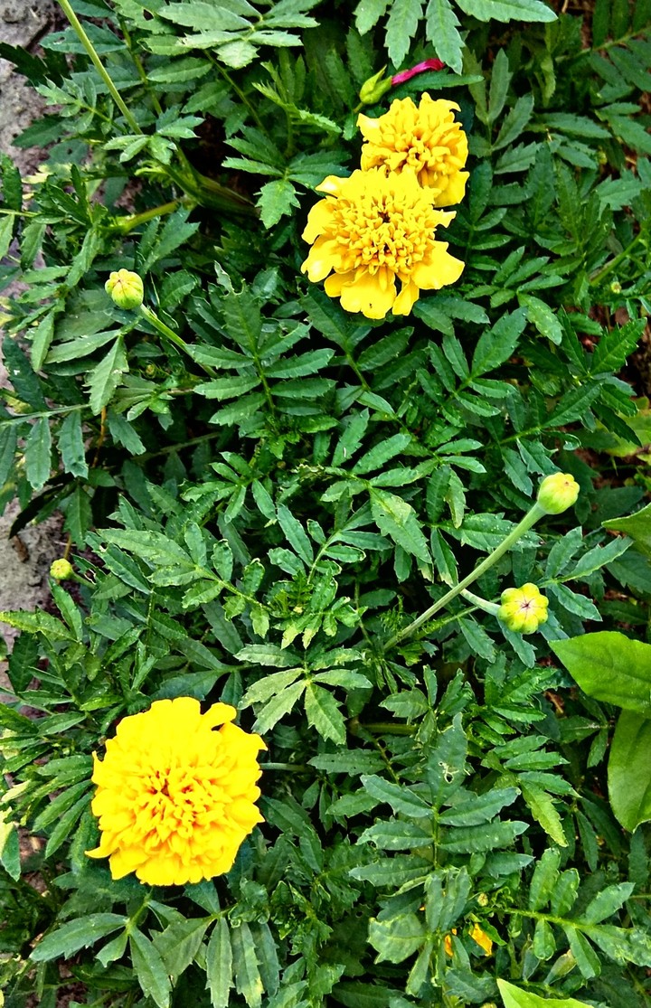 Flowers Marigolds
