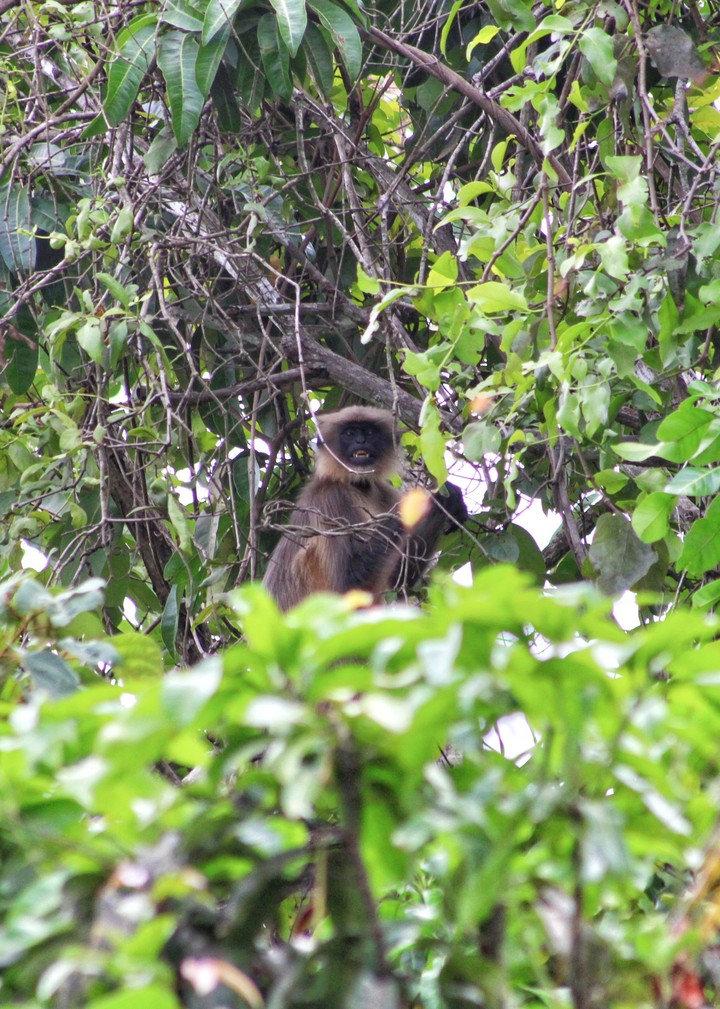 monkey