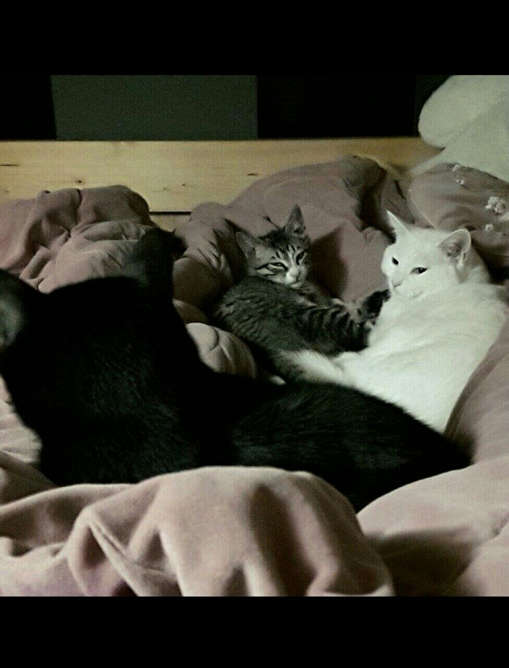 고양이 모임