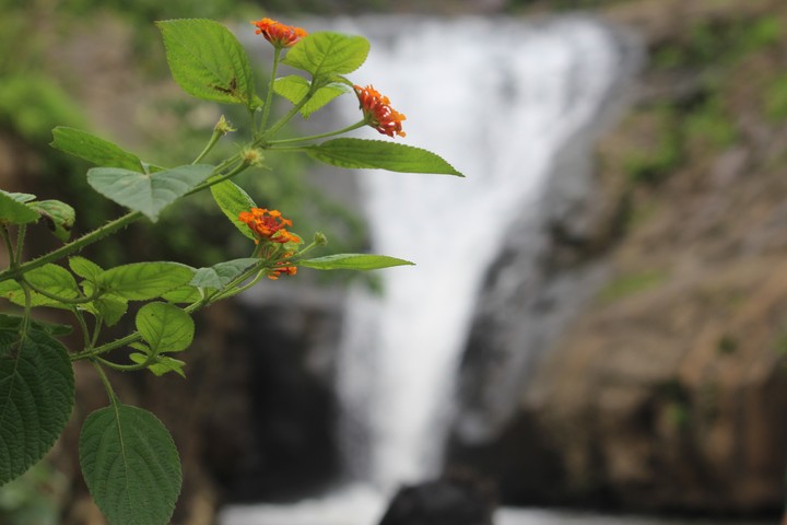Milky waterfall with flowers!!
